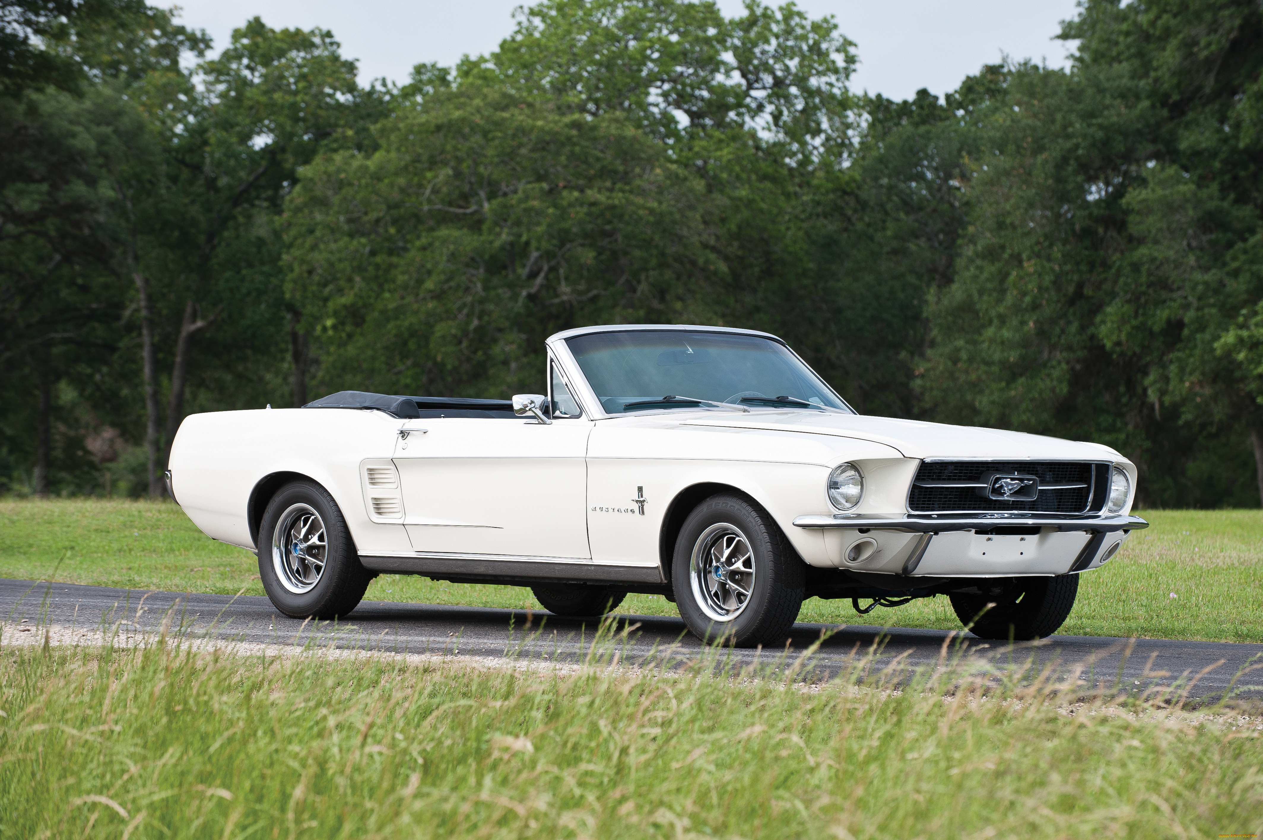 , mustang